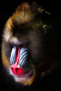 mandrill close-up portrait 