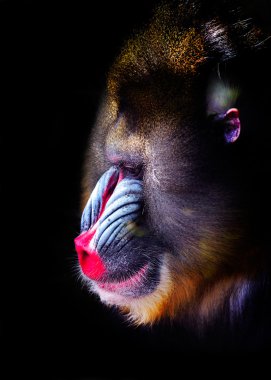 mandrill close-up portrait 