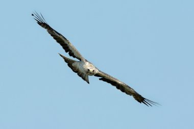 The booted eagle (Aquila pennata)