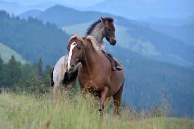 mare ve oyuncu tay