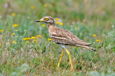 Eurasian Thick-knee bird clipart