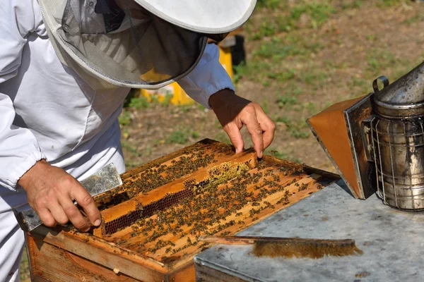 Biodlaren anläggning ram av honeycomb — Stockfoto