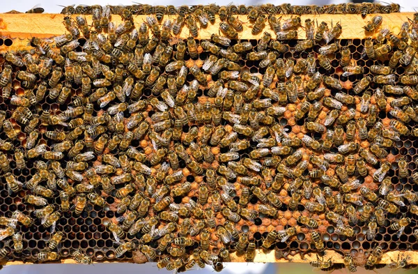 Abejas de trabajo en panal —  Fotos de Stock