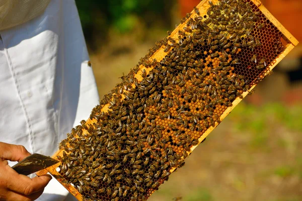 Εργάσιμες μέλισσες σε κηρήθρα — Φωτογραφία Αρχείου