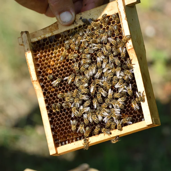 Working bees on honeycomb — Stock Photo, Image