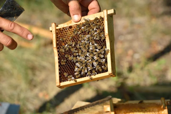 Petek arıcı holding çerçeve — Stok fotoğraf