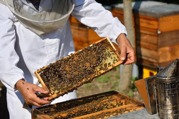 Apicultor sosteniendo marco de panal de abeja —  Fotos de Stock