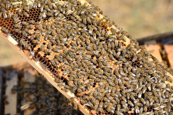 Robocze pszczoły na plastrze miodu — Zdjęcie stockowe