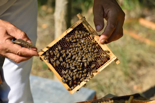 养蜂人保持架的蜂窝 — 图库照片