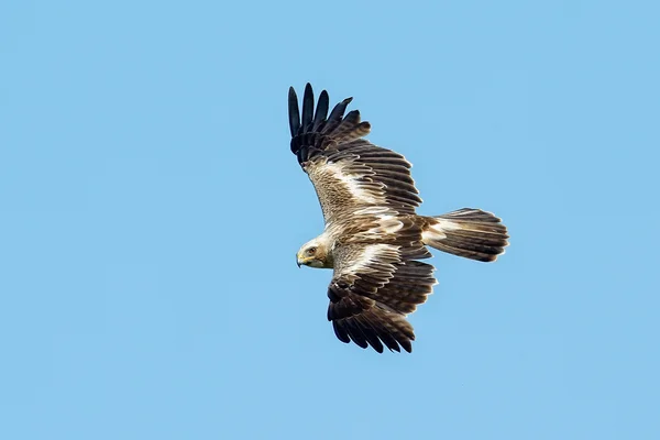 El águila arrancada volando — Foto de Stock