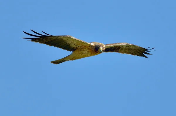 Ptak drapieżnych (Aquila pennata) — Zdjęcie stockowe