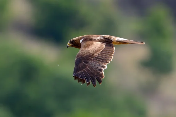 새의 먹이 비행 (아킬라 페나타) — 스톡 사진