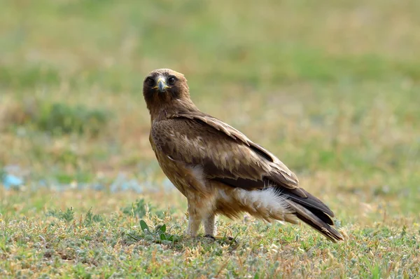 Dravec polní (Aquila pennata) — Stock fotografie