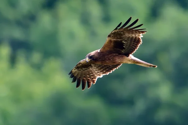 Volano rapaci (aquila pennata ) — Foto Stock