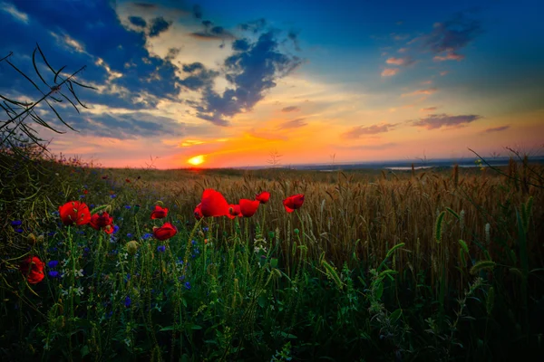 Flores de colores en el campo al atardecer — Foto de Stock