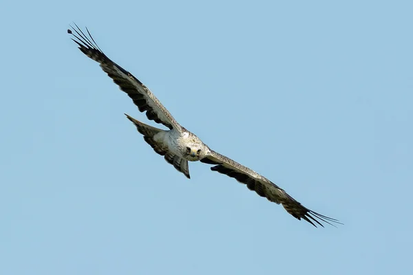 The Booted Eagle (Aquila pennata) ) — стоковое фото