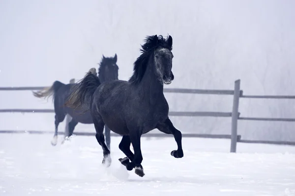 Beautiful horses running — Stock Photo, Image