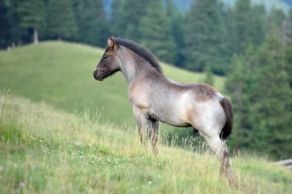 Cute foal on mountain pasture — Stock Photo, Image