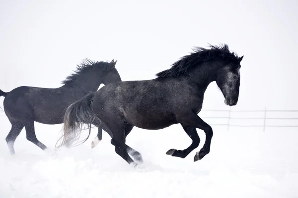Gyönyörű lovak, futás — Stock Fotó