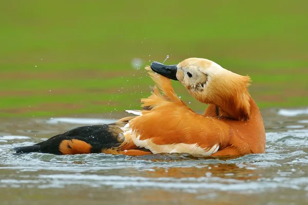 Canard roux sur le lac — Photo
