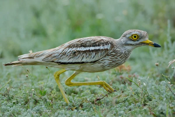 Euraziatische Thick-knie vogel — Stockfoto