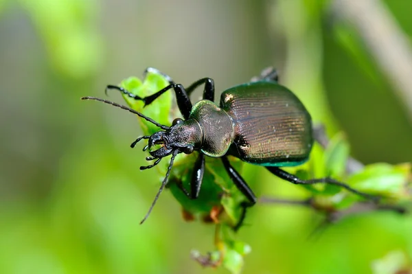 Escarabajo al aire libre en hoja — Foto de Stock