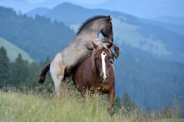 Jument et poulain dans les montagnes d'été — Photo