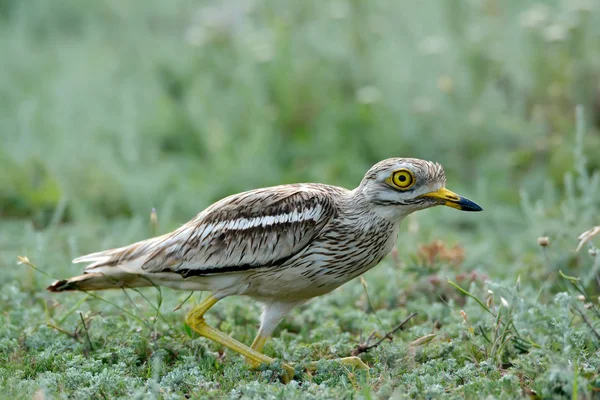 Eurasischer Dickknievogel — Stockfoto