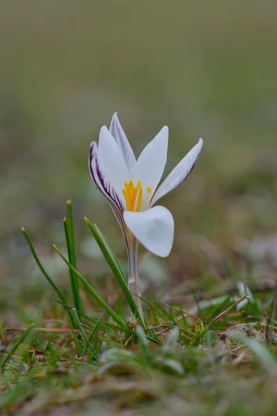 Белый цветок на поле — стоковое фото