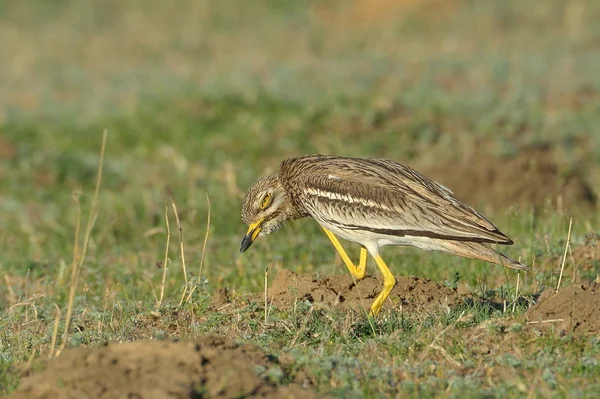 ユーラシア太膝鳥 — ストック写真