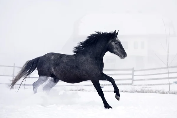 Bella corsa di cavalli — Foto Stock