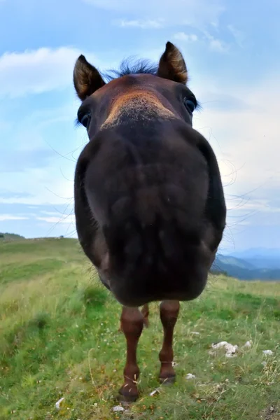 Cheval sur le terrain vert — Photo