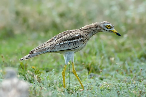 Eurasian Thick-knee bird — Stock Photo, Image