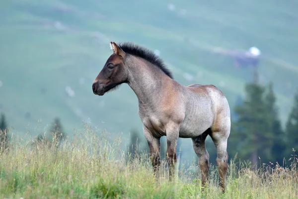 Aranyos csikó hegyi legelőn — Stock Fotó