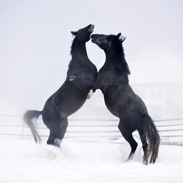 Hermosos caballos corriendo — Foto de Stock