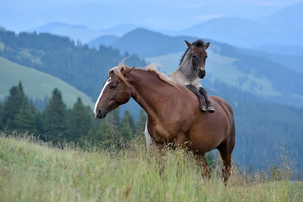 Jument et poulain dans les montagnes d'été — Photo