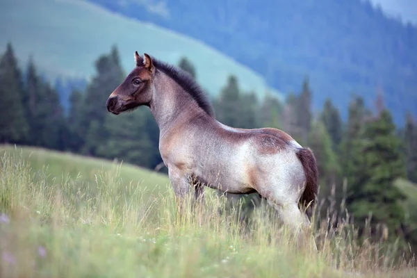 Χαριτωμένο foal σε θερινούς βοσκότοπους — Φωτογραφία Αρχείου