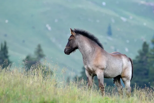 Aranyos csikó hegyi legelőn — Stock Fotó