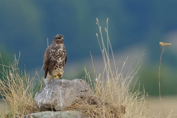 Buitre común al aire libre — Foto de Stock