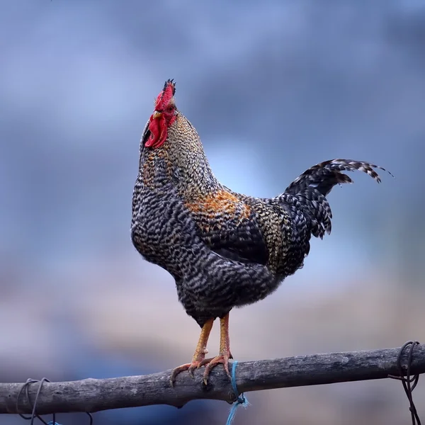 Ayam jantan yang indah — Stok Foto