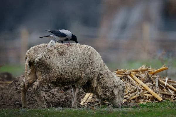 Graue und schwarze Krähe auf Schafen — Stockfoto