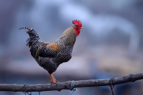 Güzel renkli horoz — Stok fotoğraf