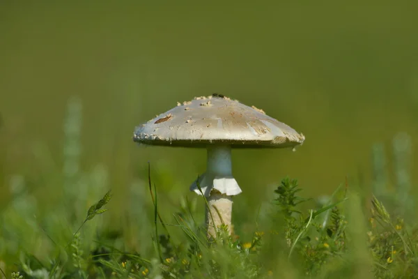 One mushroom in the wood — Stock Photo, Image