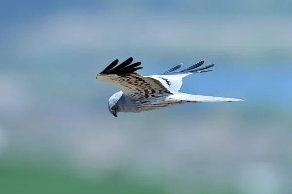 La gallina harrier pájaro —  Fotos de Stock