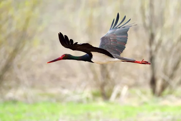 Black stork in natural habitat — Stock Photo, Image