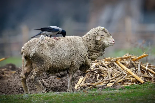 Grijze en zwarte kraai op schapen — Stockfoto