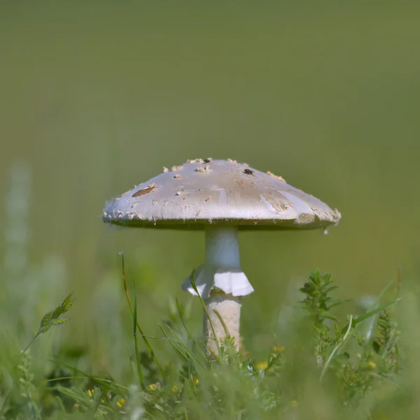 One mushroom in the wood — Stock Photo, Image