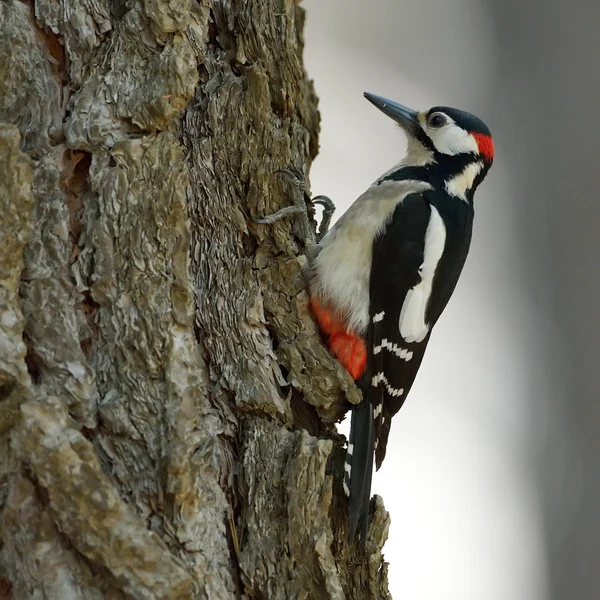 Woodpecker (Picoides Pubescens) — Stock Photo, Image