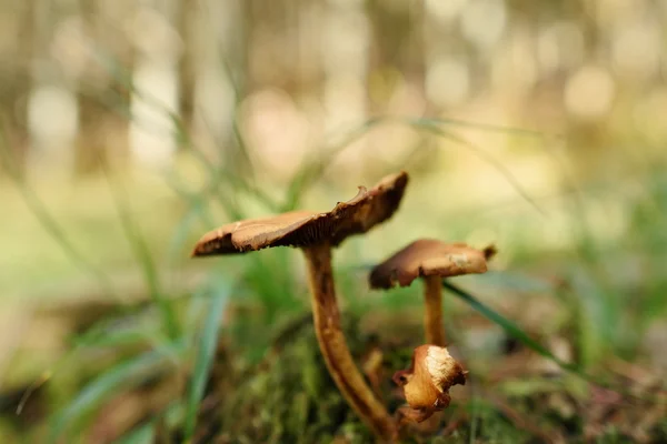 mushrooms in the wood in summer