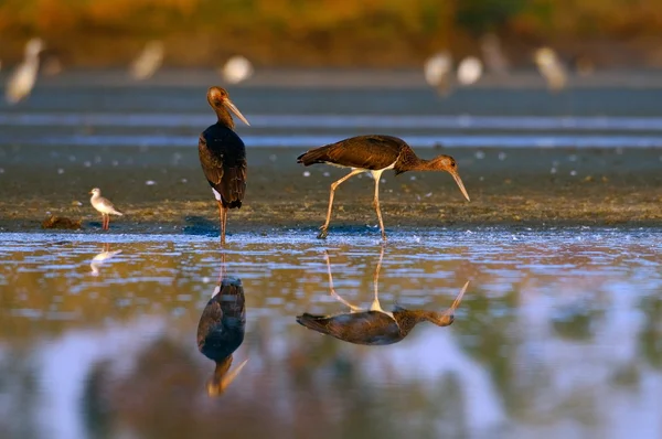 Cicogne nere in habitat naturale — Foto Stock